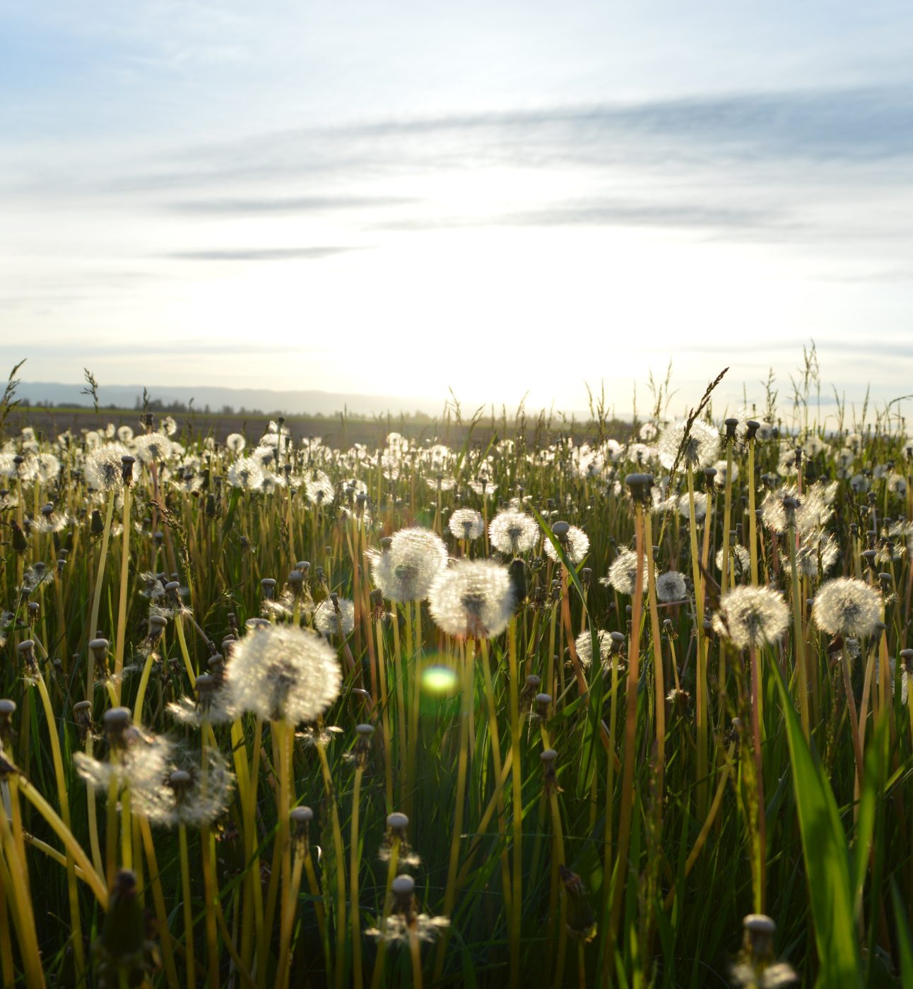 Dandelions in a sunlit field