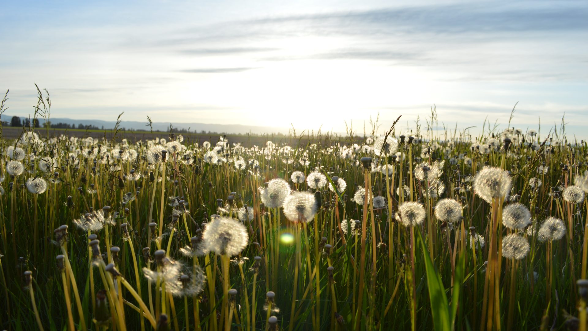 Dandelions in a sunlit field
